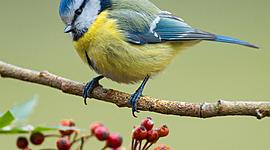 Timeline: EVOLUCIÓN DEL APARATO DIGESTIVO DE LOS ANIMALES