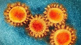 Timeline: Coronavirus en el cuerpo