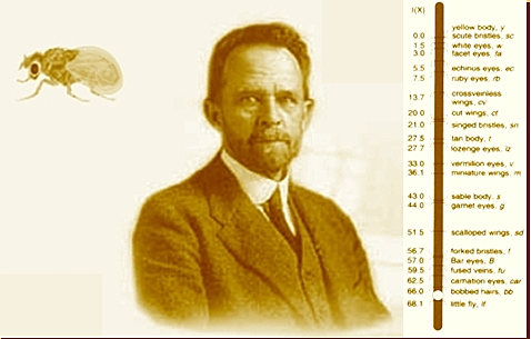 Thomas Hunt Morgan