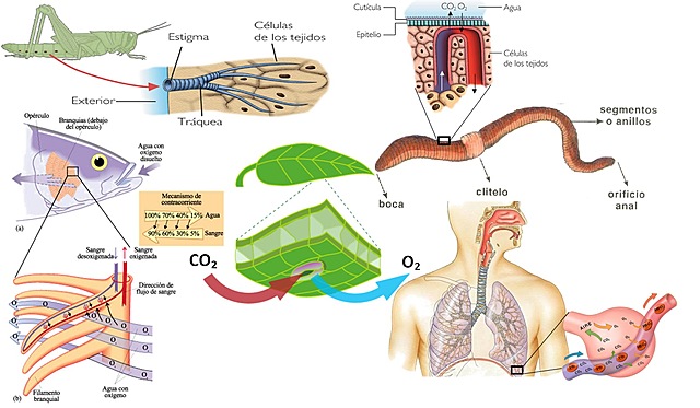 Antoine-Laurent de Lavoisier