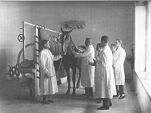 1897 Los estudios de veterinaria y gastronomía en las escuelas profesionales