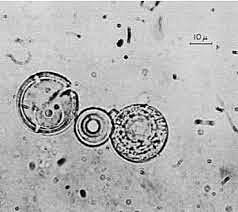 Sidney Fox: Experimentos Origen bioquímico