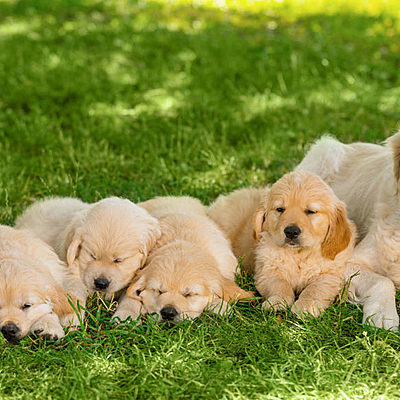 Timeline: Evolución del Perro