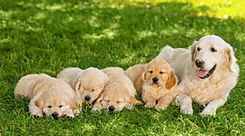 Timeline: Evolución del Perro