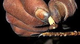 Timeline: Toxicologia