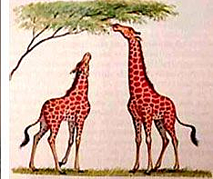 Jean Baptiste Lamarck : primera teoría evolución biológica