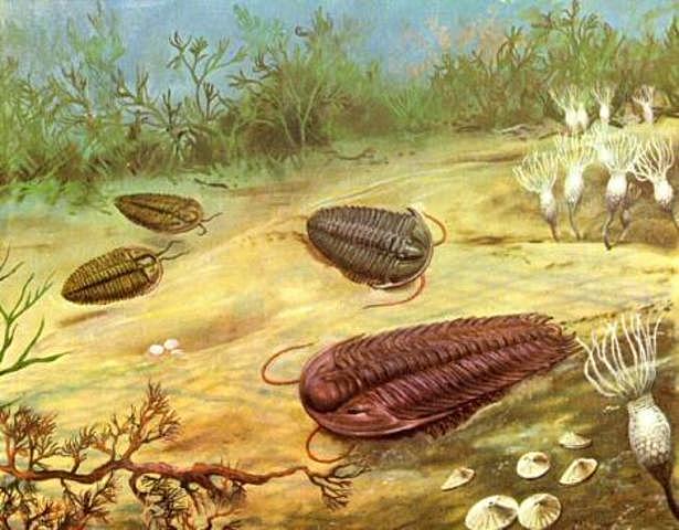 Era paleozioca,periodo caambrico