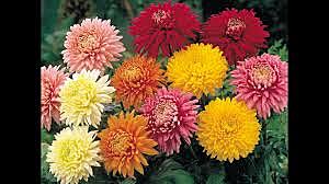 Se extraen cardiotóxico del crisantemo antigua