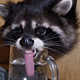 Raccoon tongue