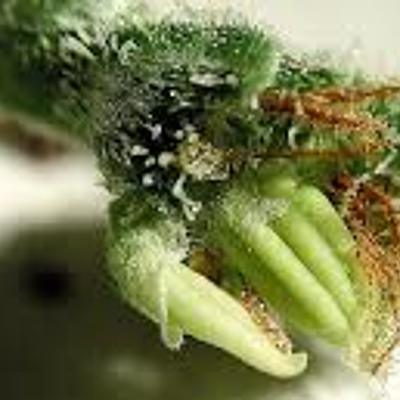 Timeline: Historia Fitohormonas