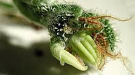 Timeline: Historia Fitohormonas