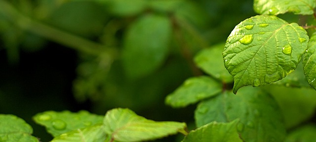 Descubrimiento ácido abscísico