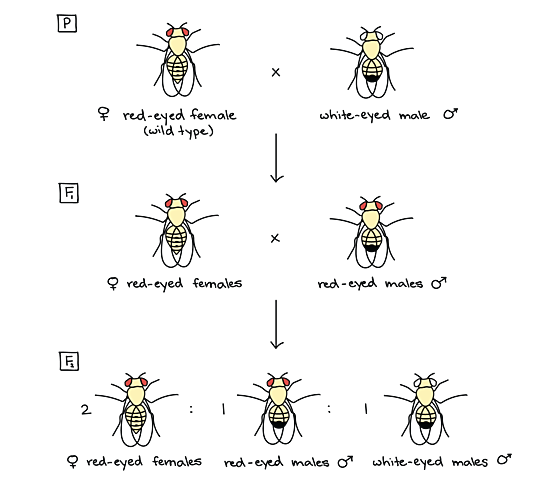 Drosophila amb ulls blancs