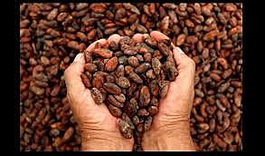 SE DA EL COMERCIO DE CACAO CON EUROPA