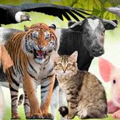 Timeline: Evolución Jurídica Relaciones Humanas con los Animales en Colombia