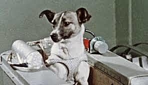 Primer animal en el espacio