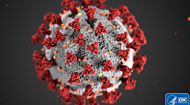 Timeline: Coronavirus o Covid-19