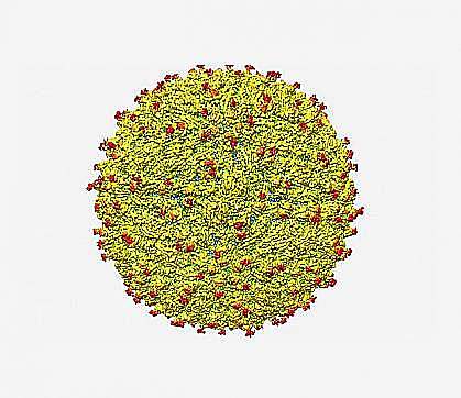 Virus del Zika