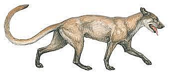 Daphoenus