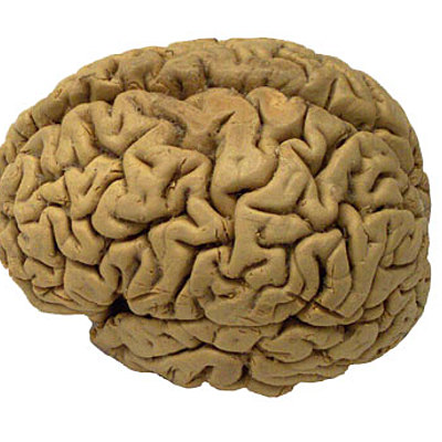 Timeline: Brain timeline Actividad 1: Foro ¿De dónde viene y para dónde va el cerebro?