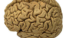 Timeline: Brain timeline Actividad 1: Foro ¿De dónde viene y para dónde va el cerebro?