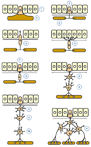 El surgimiento de las primeras neuronas.