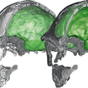 El surgimiento de los homínidos y de las características únicas de su cerebro.