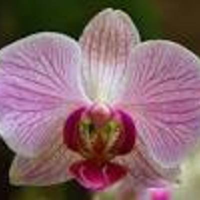 Timeline: LA EVOLUCIÓN DE LA ORQUÍDEA