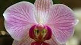 Timeline: LA EVOLUCIÓN DE LA ORQUÍDEA