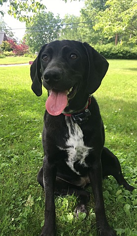 Meeting My New Puppy