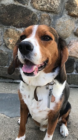 Saying Goodbye to my Dog