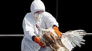 GRIPE AVIAR A-H5N1