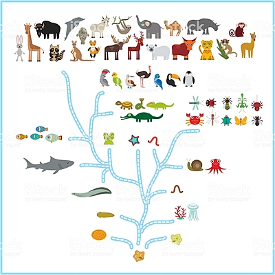 Timeline: La Evolución de los Animales