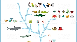 Timeline: La Evolución de los Animales