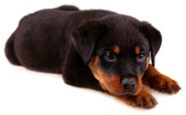 New Member of Family