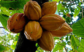 Auge del cacao