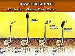 Confirmacion de existencia de hormonas vegetales