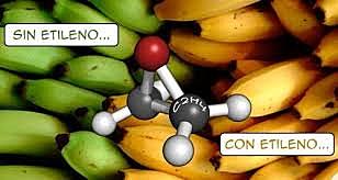 Descubrimiento etileno