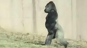 primates que caminavan