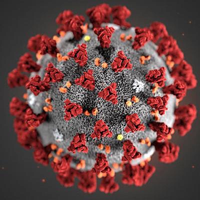 Timeline: EL CORONAVIRUS DENTRO DEL CUERPO