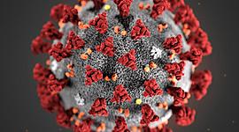 Timeline: EL CORONAVIRUS DENTRO DEL CUERPO