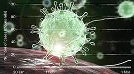 Timeline: CORONAVIRUS DENTRO DEL CUERPO HUMANO
