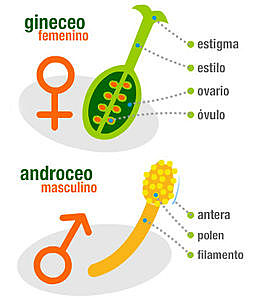Sexualidad Vegetal
