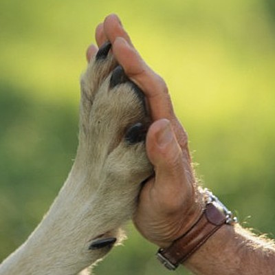 Timeline: Evolución jurídica de las relaciones humanas con los animales