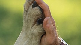 Timeline: Evolución jurídica de las relaciones humanas con los animales