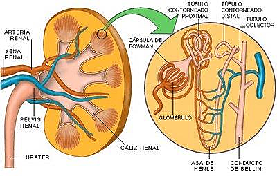 Fisiopatología de la función renal