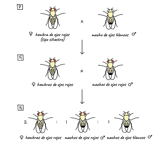 Teoría de recombinación y herencia ligada al sexo