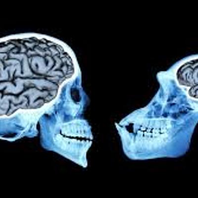 Timeline: CEREBRO ENTREGA 1