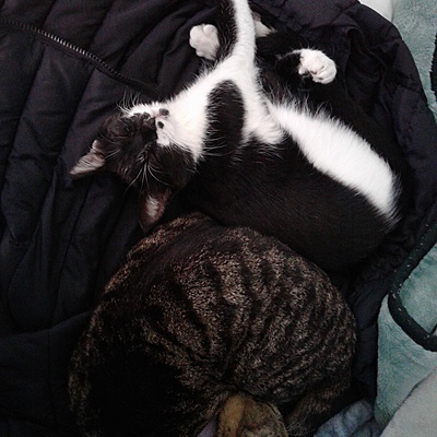 Timeline: Midwife Nurse Dream