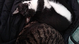 Timeline: Midwife Nurse Dream